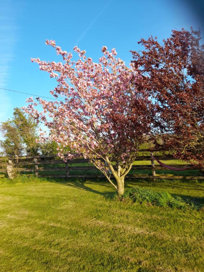 Shadowvale E34X773 Bed and Breakfast Tipperary Exteriör bild